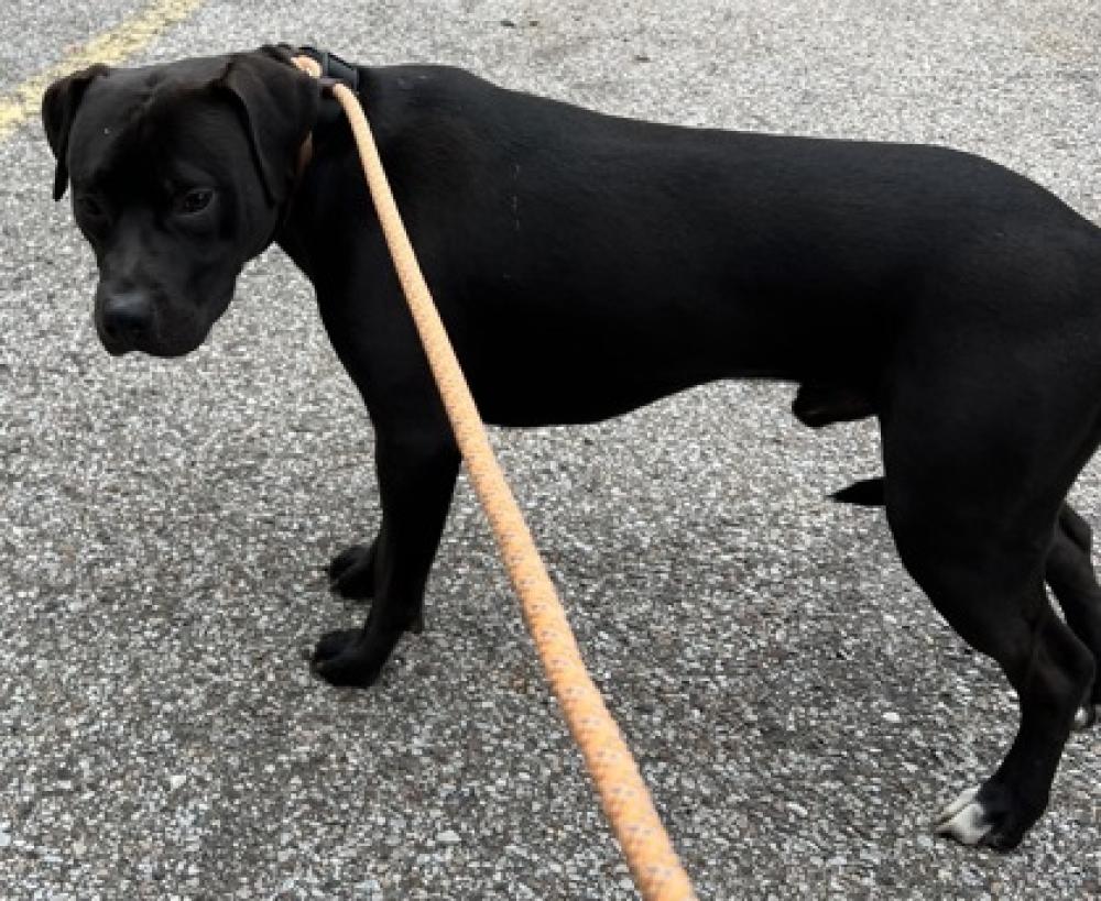 Shelter Stray Male Dog last seen Cincinnati, OH 45207, Cincinnati, OH 45223