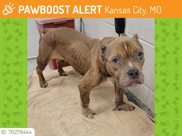 Shelter Stray Female Dog last seen Near Dr. MLK Jr. Blvd., 64129, MO, Kansas City, MO 64132