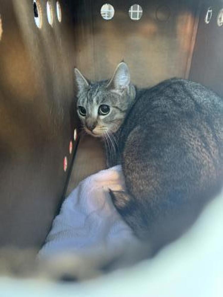 Shelter Stray Female Cat last seen Near block 28th Ave NE, Seattle, WA, Seattle, WA 98119