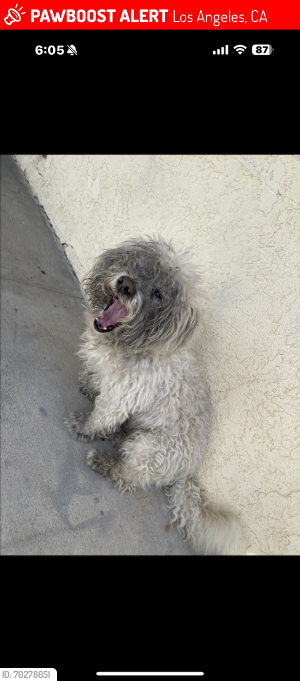 Lost Male Dog last seen Wienerschnitzel, Los Angeles, CA 90744
