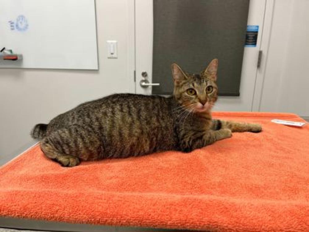 Shelter Stray Female Cat last seen Topping Avenue & East 29th Street, Kansas City, MO, 64129, MO, Kansas City, MO 64132