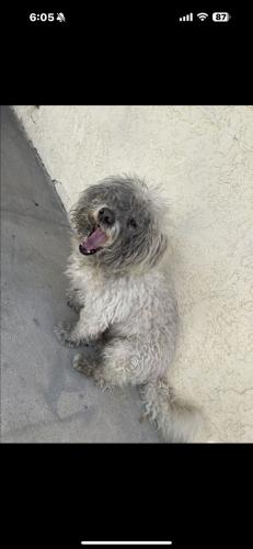 Lost Male Dog last seen Wienerschnitzel, Los Angeles, CA 90744