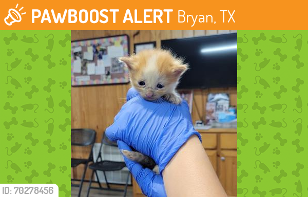 Shelter Stray Male Cat last seen Crockett, TX 75835, Bryan, TX 77807