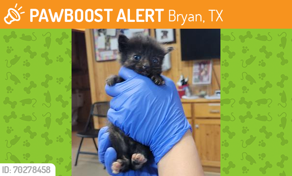 Shelter Stray Female Cat last seen Crockett, TX 75835, Bryan, TX 77807