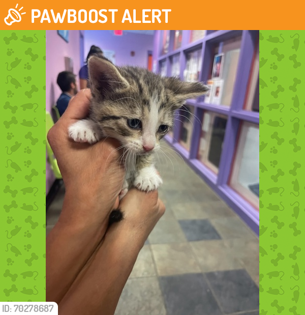 Shelter Stray Unknown Cat last seen El Paso, TX 79936, Fort Bliss, TX 79906