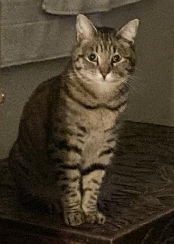 Lost Male Cat last seen Apple Hill, Placerville, CA 95667