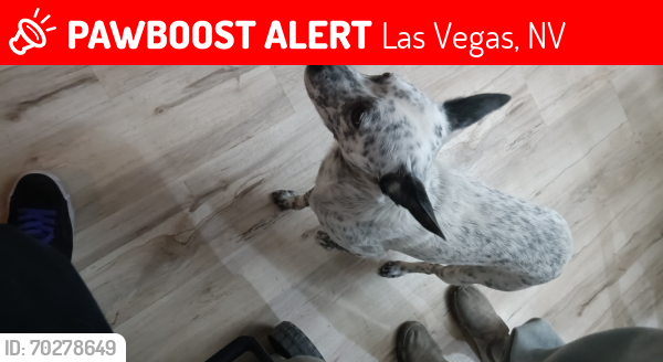 Lost Male Dog last seen Chaperell high School , Las Vegas, NV 89121