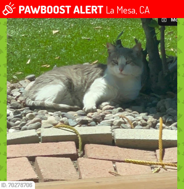 Lost Male Cat last seen ANNAPOLIS AND PURDUE, La Mesa, CA 91942