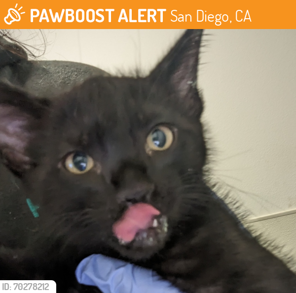 Shelter Stray Female Cat last seen Near S 31st Street, San Diego, CA, 92113, San Diego, CA 92110