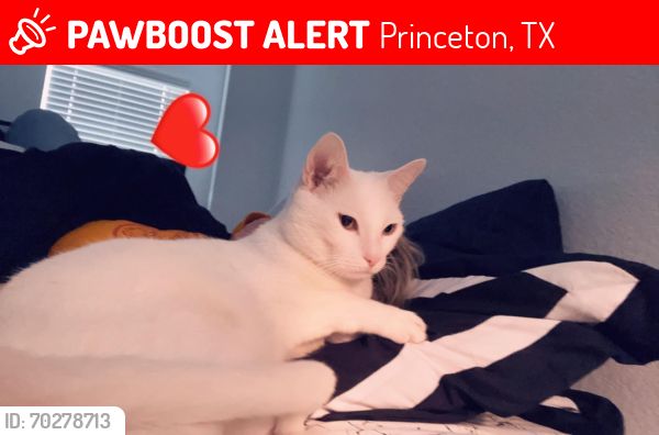 Lost Male Cat last seen Marigold St, near Monte Carlo in Whitewing trails , Princeton, TX 75407