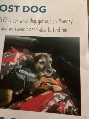 Lost Female Dog last seen Quail lakes, Stockton, CA 95207