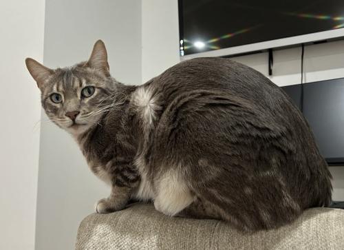 Lost Male Cat last seen Intersection of Perron and Pierrefonds, Montréal, QC H9A 3J1