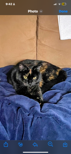 Lost Female Cat last seen Madison Bowl, Cincinnati, OH 45227