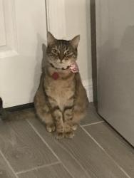 Lost Female Cat last seen Marbella way, Tierra del sol Blvd, Davenport , Polk County, FL 33897