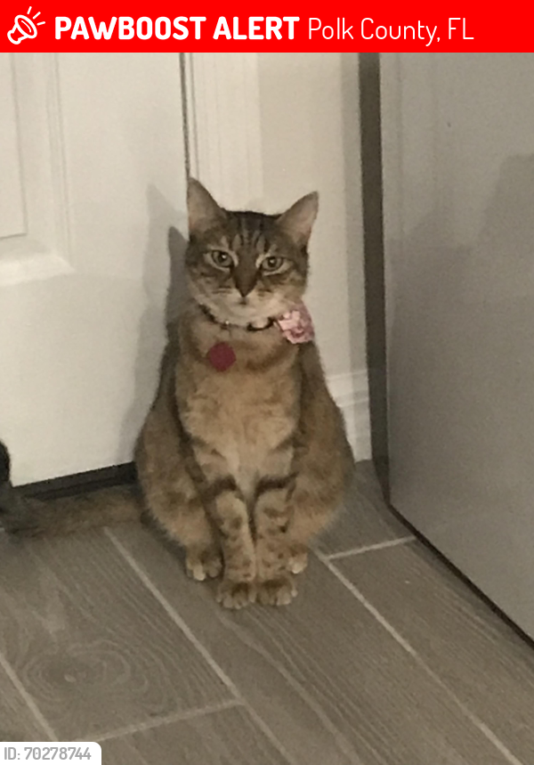 Lost Female Cat last seen Marbella way, Tierra del sol Blvd, Davenport, Polk County, FL 33897