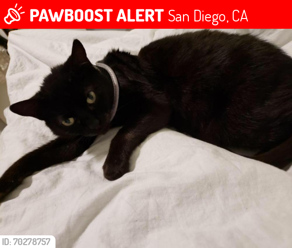 Lost Female Cat last seen Near Sandy Hook Rd, San Diego, CA 92126