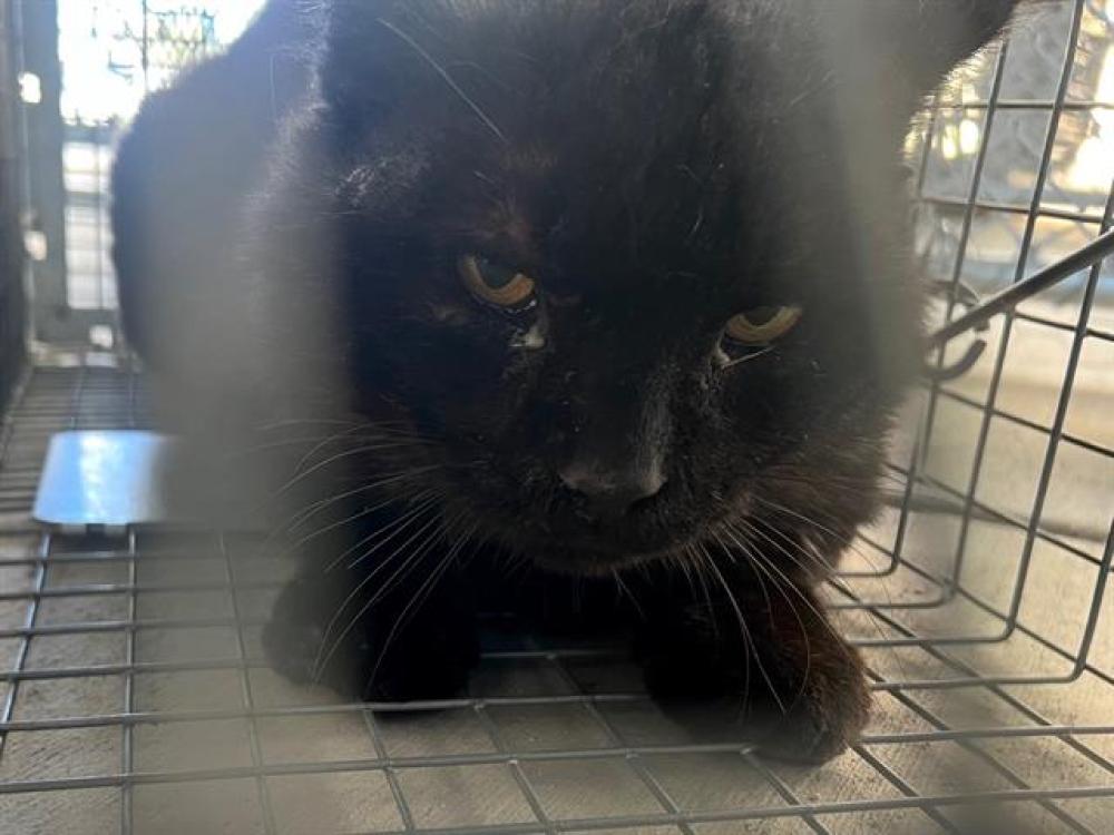 Shelter Stray Unknown Cat last seen ROSENE CT, Auburn, CA 95603