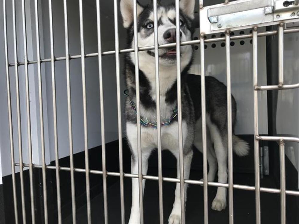 Shelter Stray Female Dog last seen Near BLOCK WELSH DR, RENO NV 89506, Reno, NV 89502