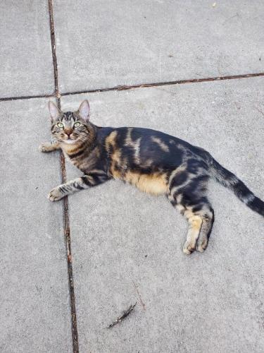 Lost Female Cat last seen Fir street and S Verde Dr. intersection , Cottonwood, AZ 86326