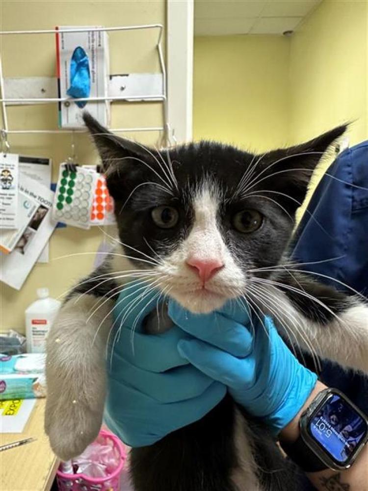 Shelter Stray Male Cat last seen 19TH AVE & FRANKLIN BLVD, Sacramento, CA 95818