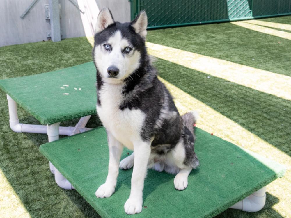 Shelter Stray Male Dog last seen LAKE AVE/ E MOUNT CURVE, Pasadena, CA 91105