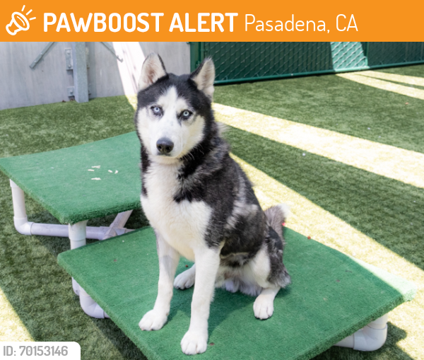 Shelter Stray Male Dog last seen LAKE AVE/ E MOUNT CURVE, Pasadena, CA 91105