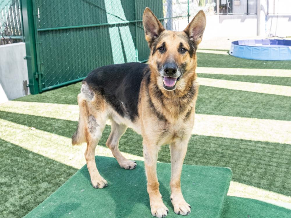 Shelter Stray Male Dog last seen Near BLK N CATALINA / EMERSON, Pasadena, CA 91105
