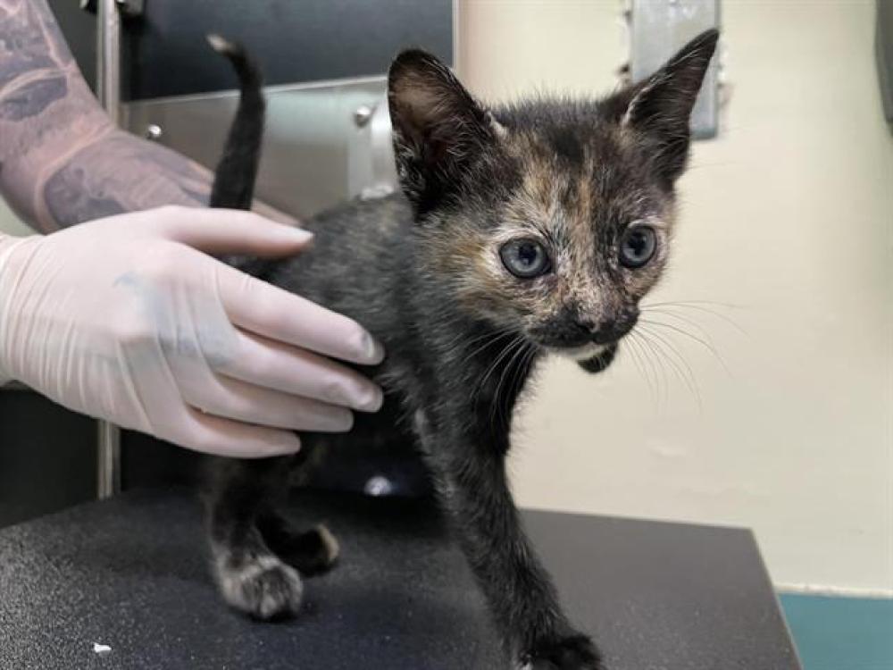 Shelter Stray Female Cat last seen HOUSE NEAR ROSEBOWL, Pasadena, CA 91105
