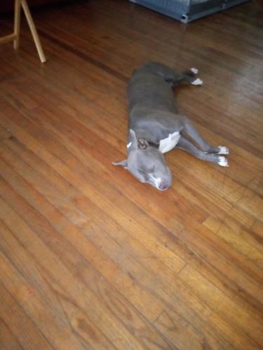 Lost Female Dog last seen Monticello Street and Tharpe Street and North Monroe Street , Tallahassee, FL 32303