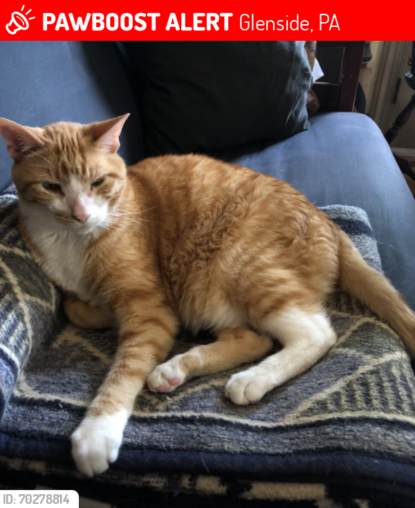 Lost Male Cat last seen Rosemore and Cliveden aves, Glenside, PA 19038