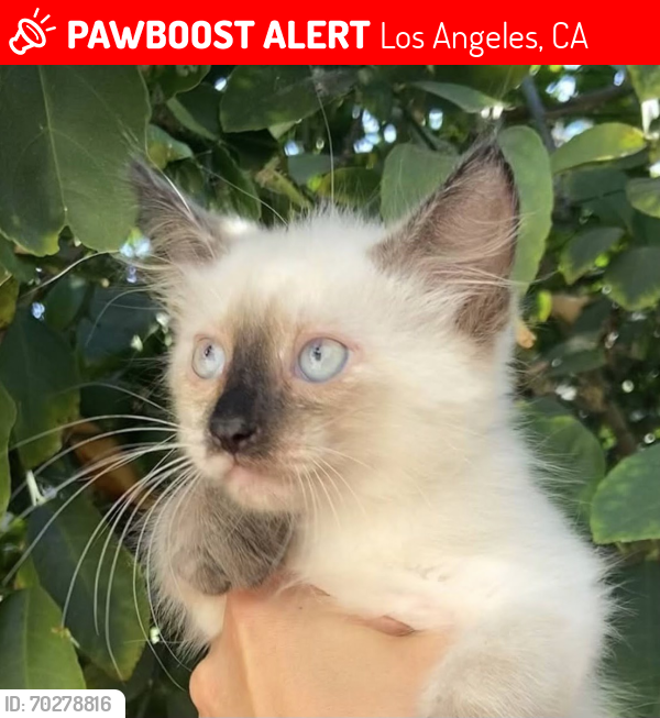 Lost Female Cat last seen Reseda, CA 91335, Los Angeles, CA 91335