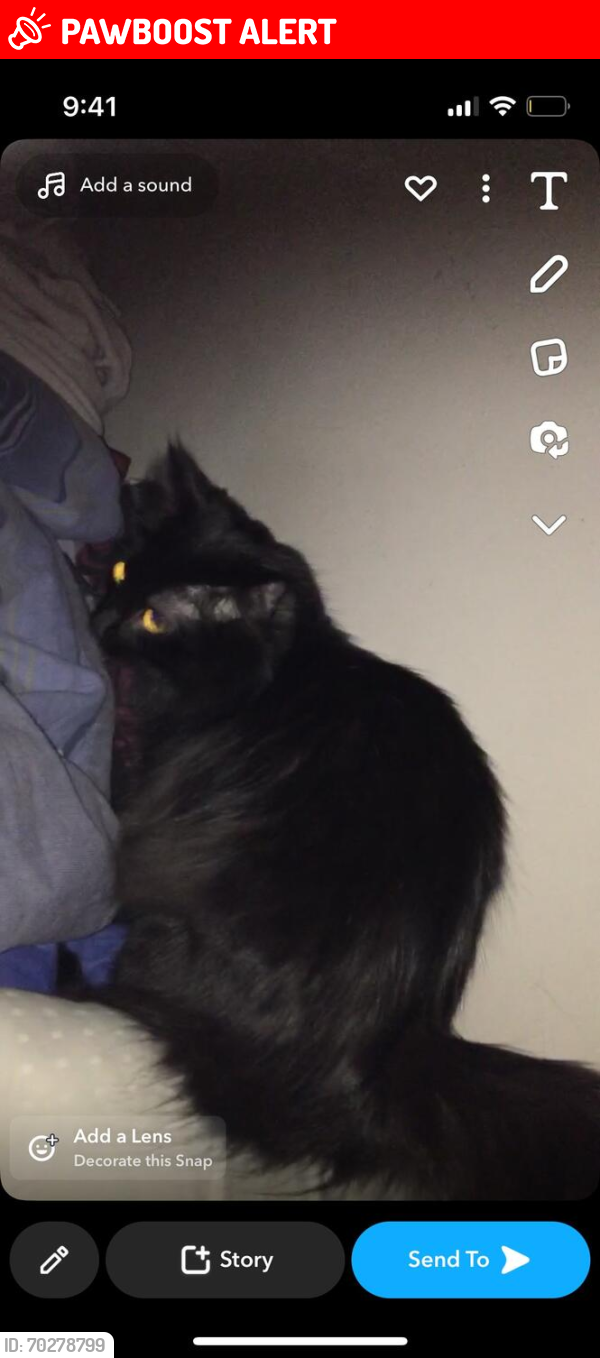 Lost Female Cat last seen Gender Rd, Canal Winchester, OH 43110