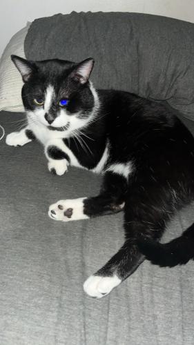 Lost Male Cat last seen Dequindre , Warren, MI 48091