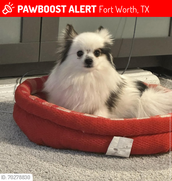 Lost Male Dog last seen Silver Creek, Ronald, Bennett, Fort Worth, TX 76108
