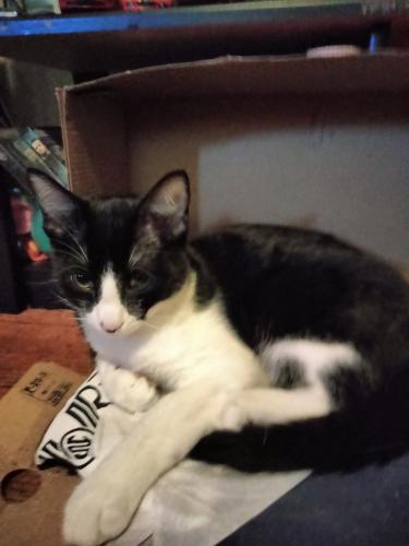 Lost Male Cat last seen 15th St., Reno Ave., Midwest City, OK 73110