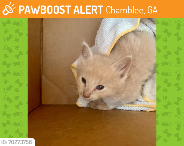 Shelter Stray Male Cat last seen Near Oak Shadow Court Atlanta Georgia 30345 USA, 30345, GA, Chamblee, GA 30341