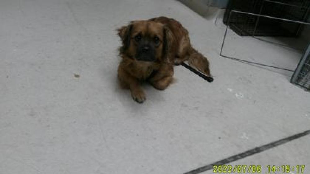Shelter Stray Male Dog last seen Oakland, CA 94606, Oakland, CA 94601