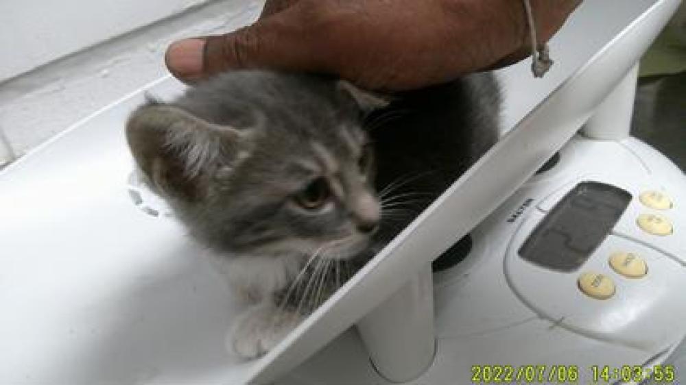 Shelter Stray Unknown Cat last seen Oakland, CA 94603, Oakland, CA 94601