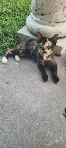 Lost Female Cat last seen Near Atlantic Ave, Opalocka, Opa-locka, FL 33054