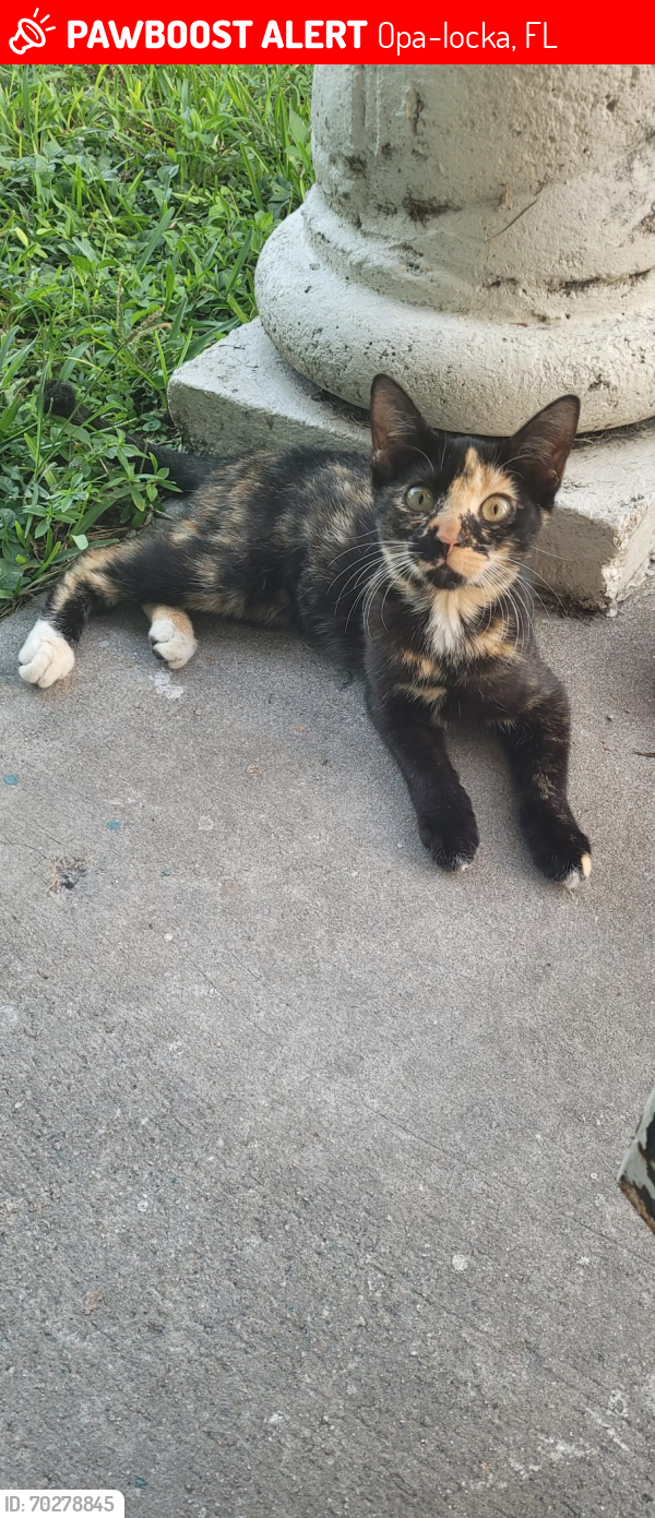Lost Female Cat last seen Near Atlantic Ave, Opalocka, Opa-locka, FL 33054