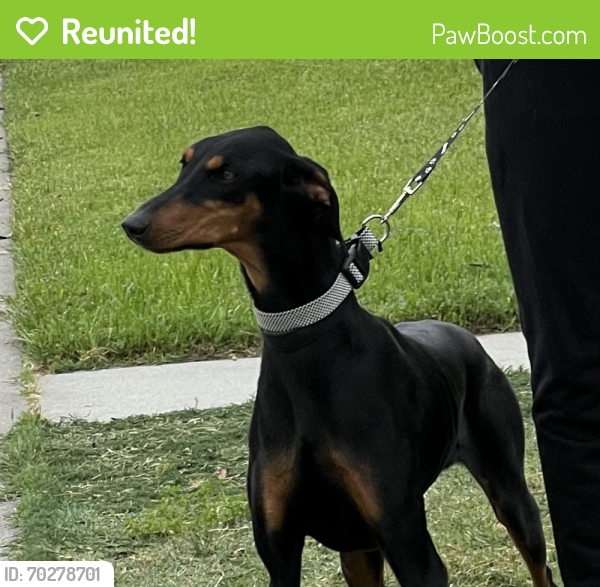 Reunited Female Dog last seen Huntington and Brookhurst , Anaheim, CA 92801