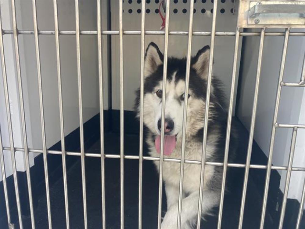 Shelter Stray Male Dog last seen Near G ST, SPARKS NV 89431, Reno, NV 89502