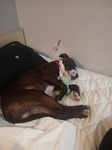 Lost Male Dog last seen Knudsen and olive drive Bakersfield CA 93308, Olive Drive area, CA 93308