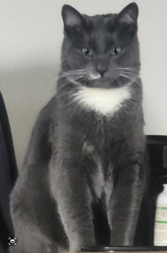 Lost Male Cat last seen Clearlake Rd NE and Waterloo St NE, Keizer, OR, Keizer, OR 97303