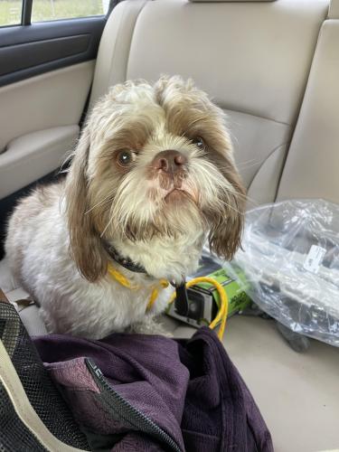 Found/Stray Male Dog last seen On highway 11 next to airport and Sheridan rd exit, Tulsa, OK 74115