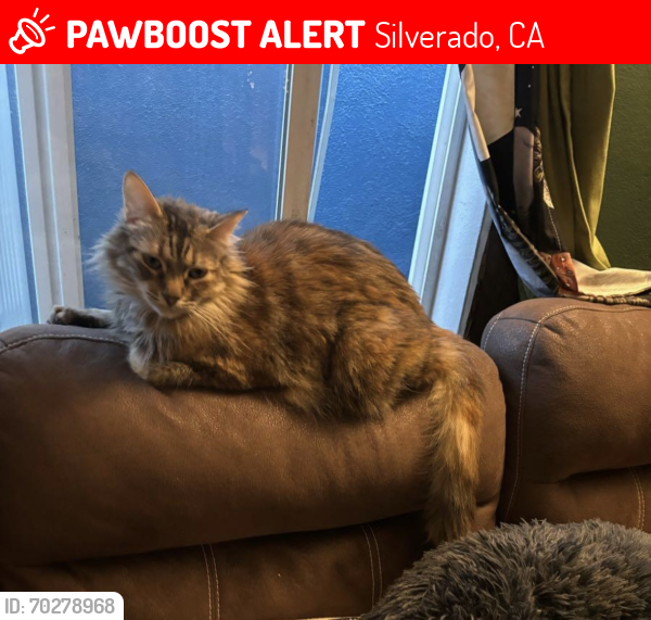 Lost Female Cat last seen Mountain View Road and Bond Way, Silverado, CA 92676