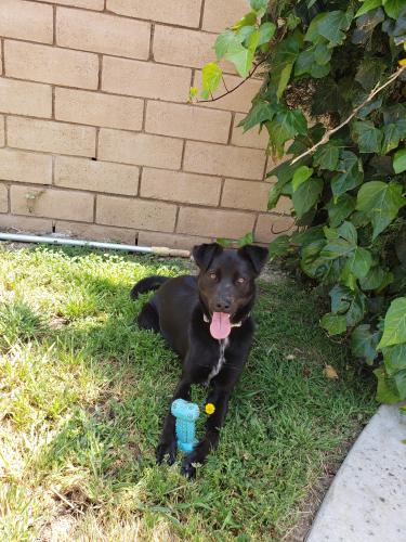 Lost Male Dog last seen Cul de sac on Walnut Ct Fontana, Fontana, CA 92336