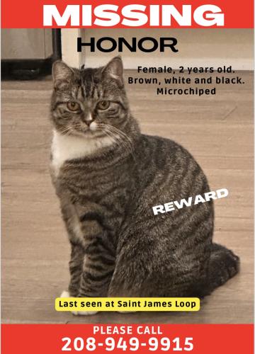 Lost Female Cat last seen McDermott, Nampa, ID 83687