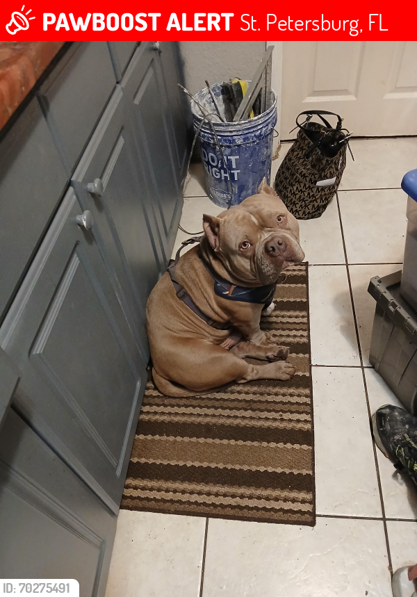Lost Male Dog last seen Near 40th ave south , St. Petersburg, FL 33705