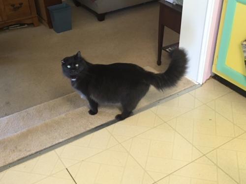 Lost Male Cat last seen Bardot&776, Charlotte County, FL 33953